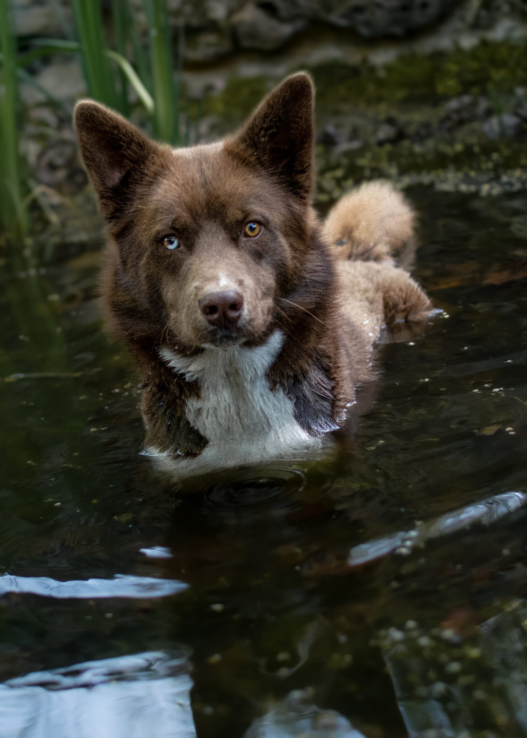 seance photo chien 86
