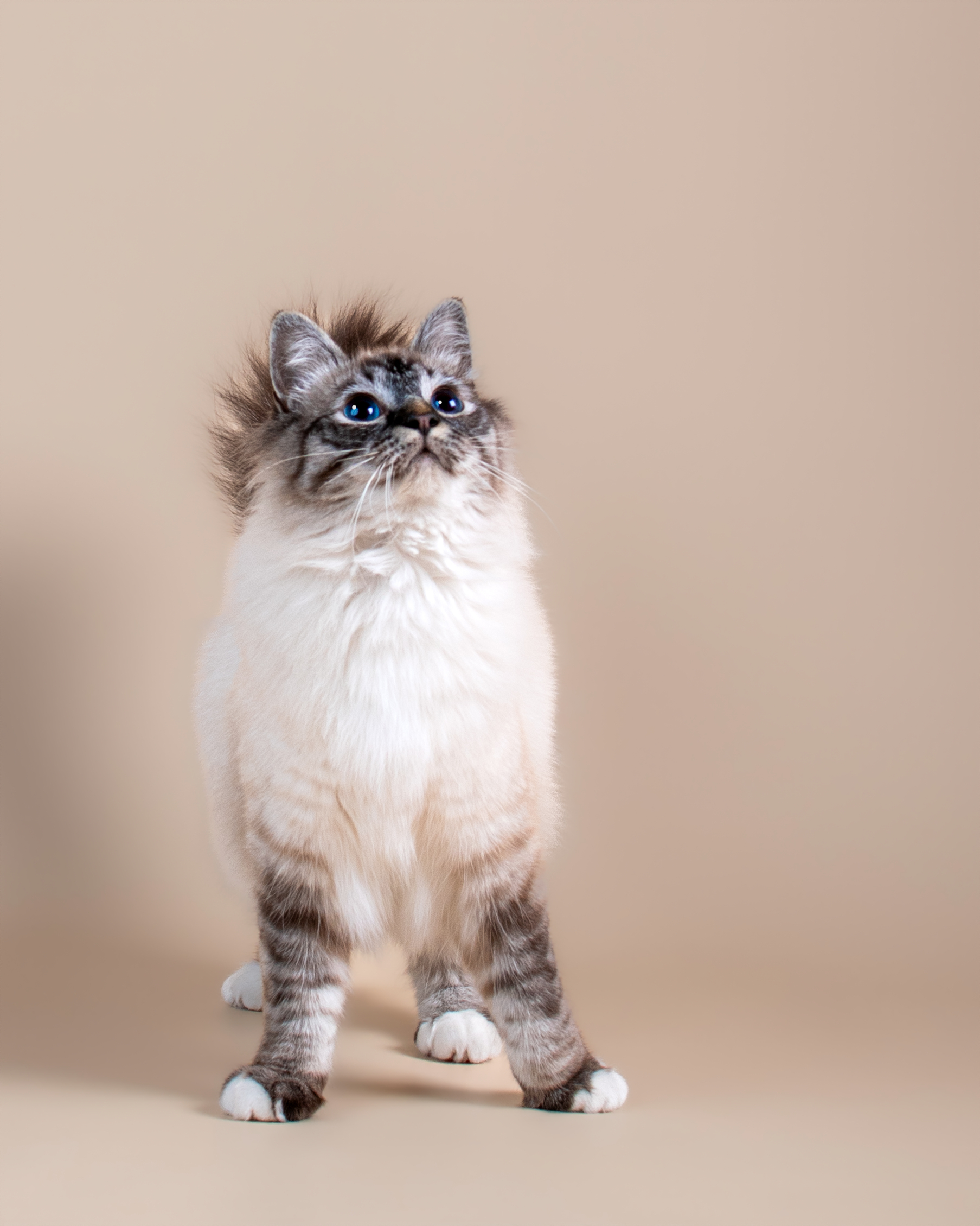 Seance photo animal compagnie 86, 37, 36