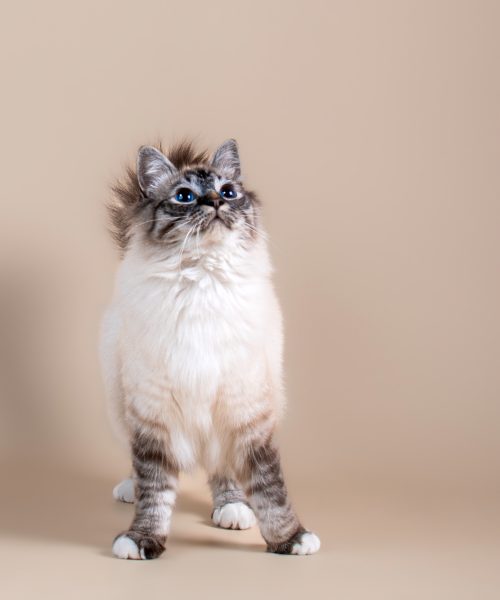 Seance photo animal compagnie 86, 37, 36